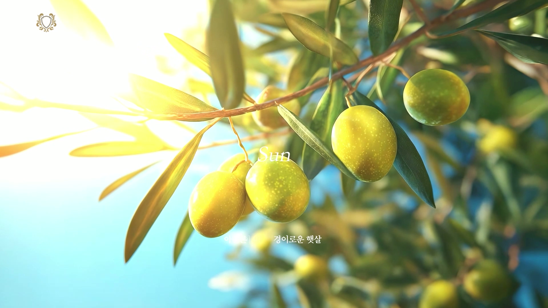 메디테레 유기농 올리브오일 브랜드스토리 광고영상